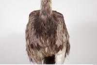 Emus body photo reference 0029